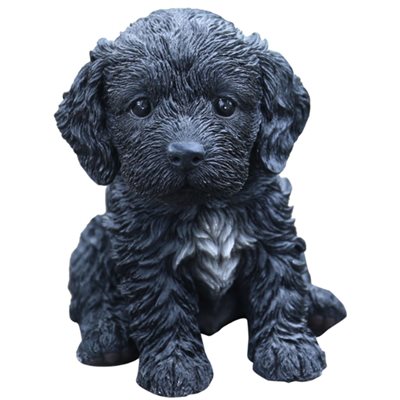 COCKAPOO NOIR - CHIOT